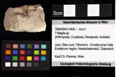 Foto (Objket + Etiketten) von Decapoda indet. 